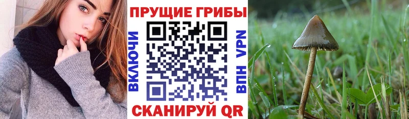 Псилоцибиновые грибы прущие грибы  Нововоронеж 